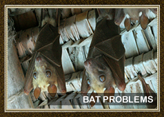 Bat Removal and Control