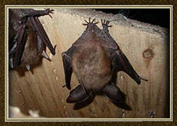 Bats in my Yard
