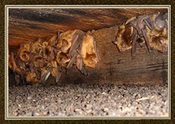 Bats Problem