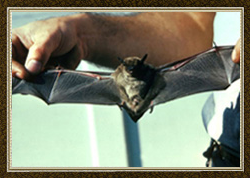 Flying Bat Control