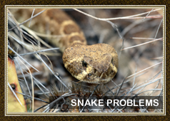 Snake Removal and Control